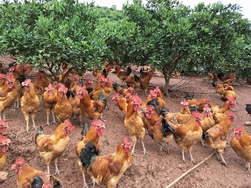 炖鸡怎样做肉质鲜美不腥不柴？