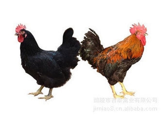 尊龙官方网站黑土鸡